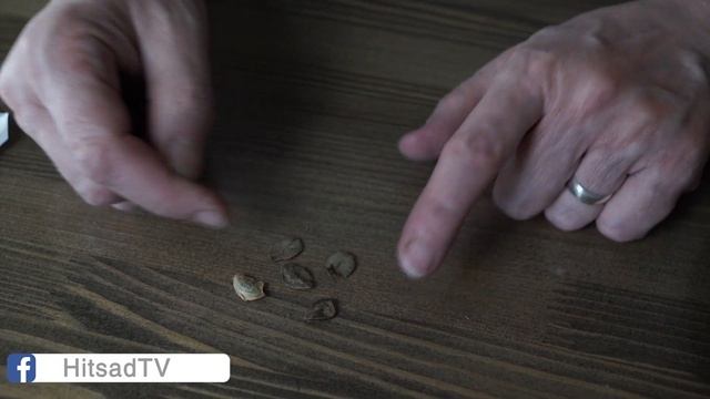 Кобея на рассаду ✔️Кобея из семян секрет посадки