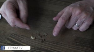 Кобея на рассаду ✔️Кобея из семян секрет посадки