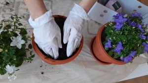 Пересаживаем кампанулу