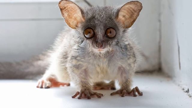 Экзотические животные . Странные и интересные смотреть онлайн