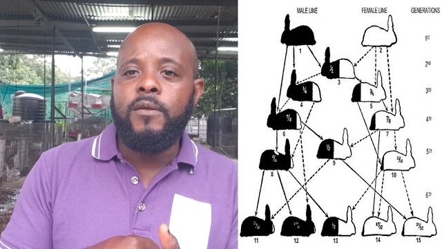 Trinidad Rabbit Farming - Crossbreeding & Outcrossing смотреть онлайн