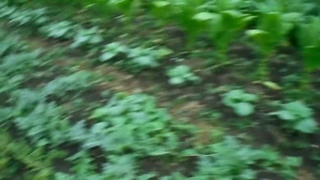 Арбузы,томаты,табак,фасоль обзор смотреть онлайн