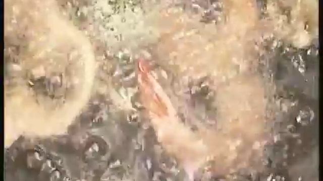 Deep Fat Fryers смотреть онлайн