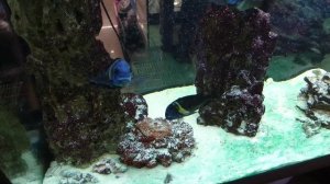 Африканские цихлиды Трофеус звездчатый поменял расцветку!