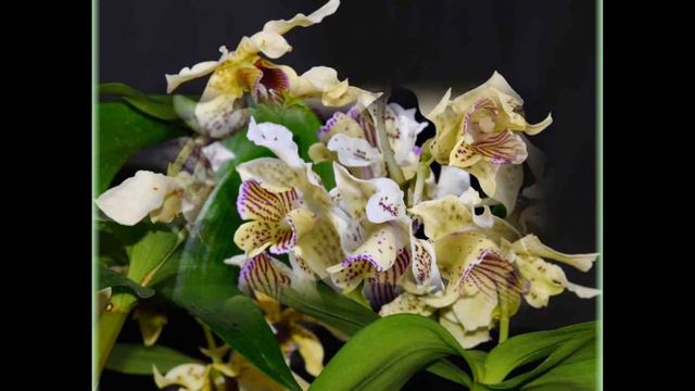 Dendrobium Atroviolaceum Orchids / Hoa Lan Dendrobium Atroviolaceum