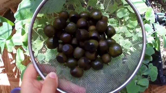 Варенье из грецких орехов/первый опыт/обалденно вкусно и полезно смотреть онлайн