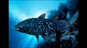 Кистеперые рыбы