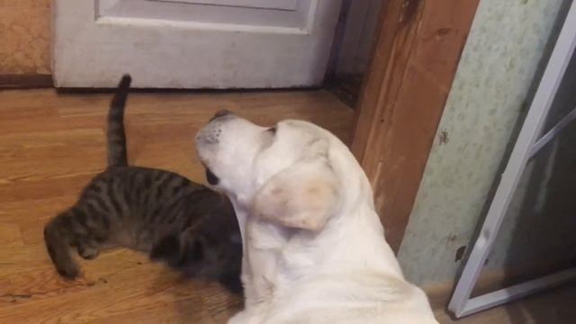 Лабрадор и кот ))) смотреть онлайн