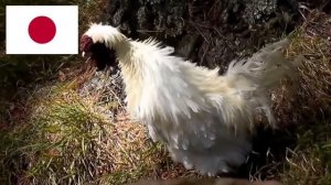 Как кукарекают петухи в разных странах