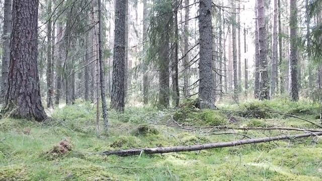 Откровения контактёров пришёл конец времён для Серых смотреть онлайн