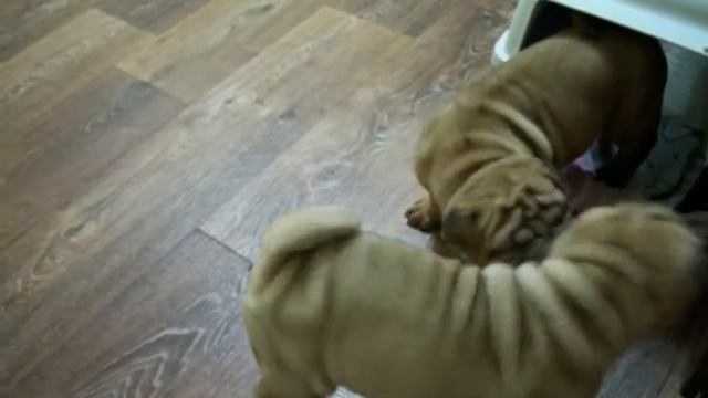 щенки шарпея смотреть онлайн