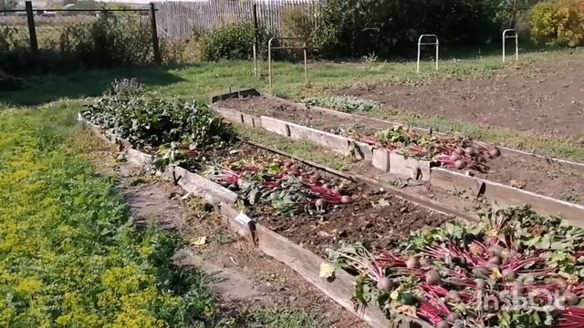 Осенние работы продолжаются. Жизнь в деревне смотреть онлайн