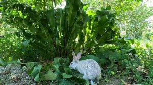 ВАРЕНЬЕ ИЗ МОРКОВИ С ЛИМОНОМ  Азербайджанская Кухня Деревенская Кухня  Рецепты