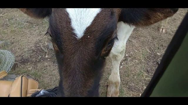 Гости.avi смотреть онлайн