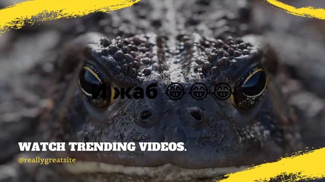 видео для тех кто любит живот львов и жаб 😻😻😻 смотреть онлайн