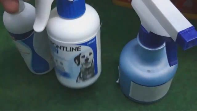 Орхидеи ХИЗИС. Как я Выращиваю эти Орхидеи. Уход, полив, защита от клещей. смотреть онлайн