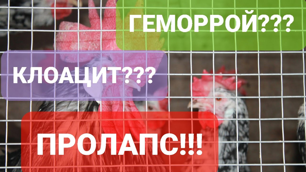 ПОЧЕМУ У КУР ВЫПАДАЕТ ГЕМОРРОЙ? смотреть онлайн