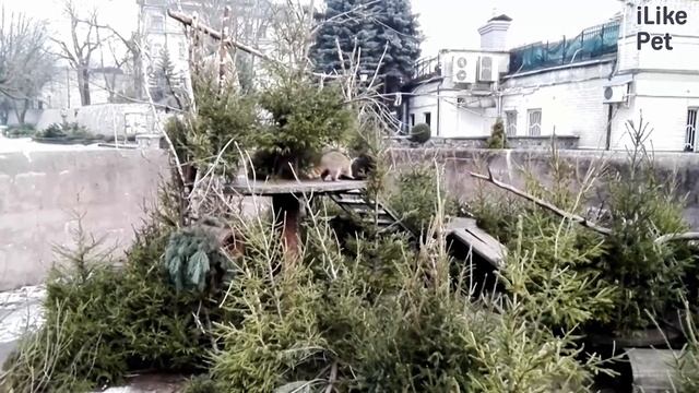 Енот Питание на ilikepet смотреть онлайн