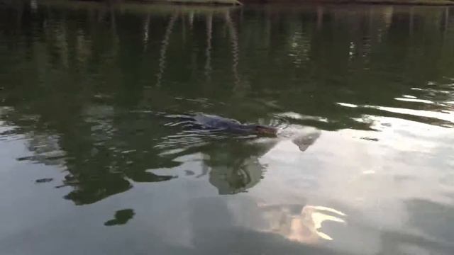 Воран в озере. Я думал это няшная выдра. смотреть онлайн
