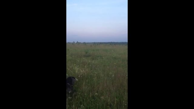 Натаска дратхаара. 4 месяца!!! Гамбит вом Тиермалер.