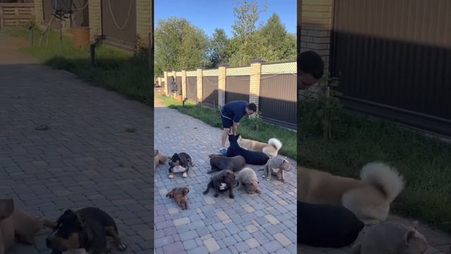 Тренировка выдержки 10 собак и гость в качестве раздражителя!) смотреть онлайн