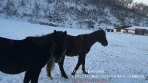 Охота и рыбалка в Горном Алтае,