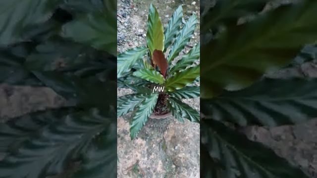 CALATHEA RUFIBARBA #plants #variety #names #shorts смотреть онлайн