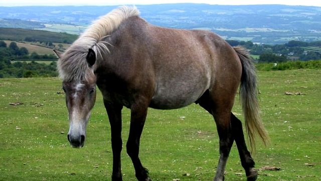 Порода лошади Эксмурский пони.Одна из самый высоких пород лошади. смотреть онлайн