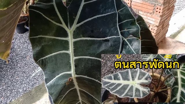 สวยงาม โด่งดัง รีบซื้อ หายากมาก บอนดำสตูล | เดอะ ฟูจิ chanel смотреть онлайн