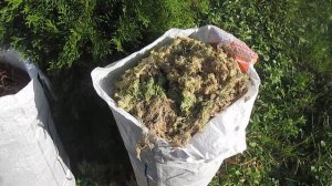 Мох для срубов деревянных бревенчатых домов и бань