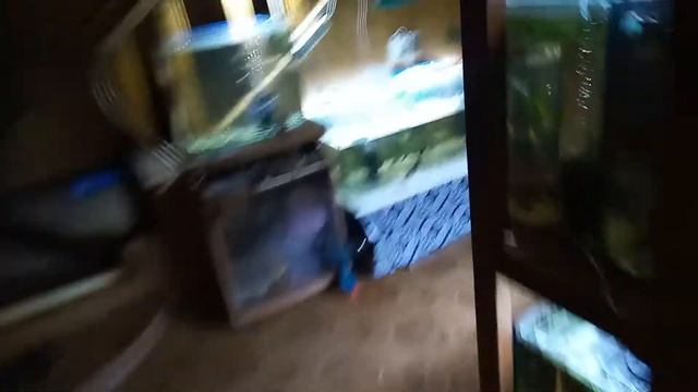 Покормил тэтрой,а рыбка плавает с лёгким чувством голода??? смотреть онлайн