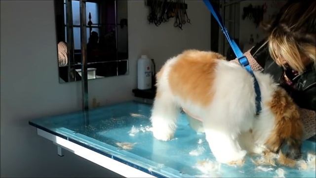 HOW TO DO A SHIH-TZU IN PUPPY CUT смотреть онлайн