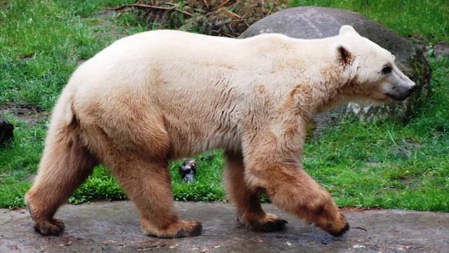 10 Most Unique Hybrid Animals That Actually Exist смотреть онлайн