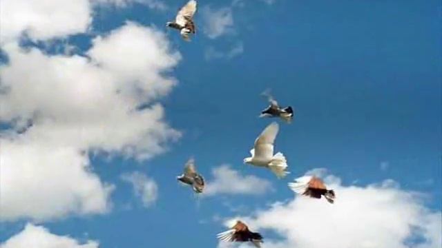 ЦВЕТЫ И ГОЛУБИ--ОРКЕСТР ПОЛЬ МОРИА смотреть онлайн