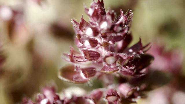 АВСТРИЙСКИЕ АЛЬПЫ смотреть онлайн