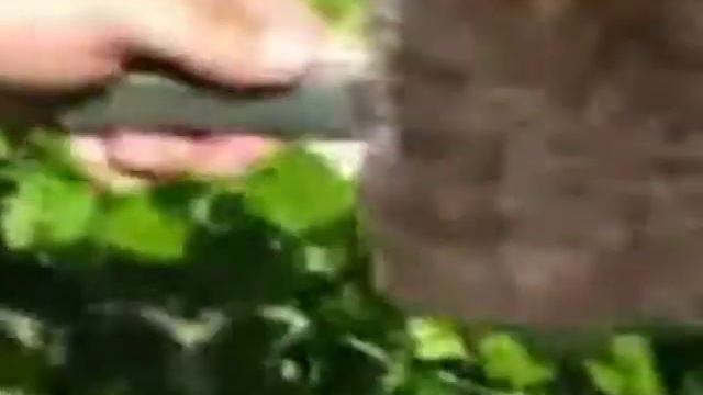 Опыление.mp4 смотреть онлайн