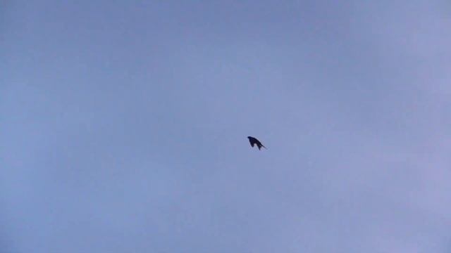 Ястреб тетеревятник гоняет племянника голубей. A Goshawk Chases Pigeons.