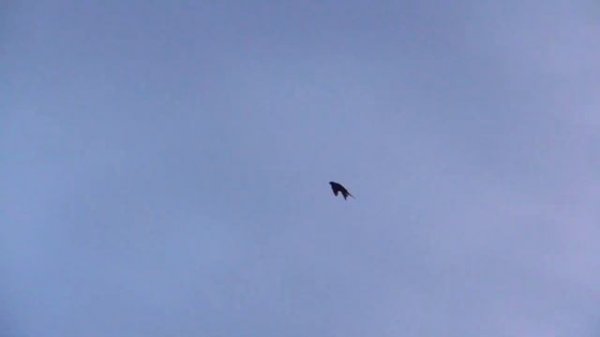 Ястреб тетеревятник гоняет племянника голубей. A goshawk chases pigeons.