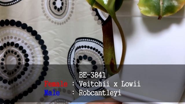 Nepenthes - (Veitchii x lowii) x Robcantleyi смотреть онлайн