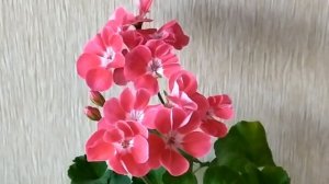 Изменения листьев пеларгонии. Пятна на листьях . Хлороз?Болезнь?Вредитель? Что делать? Лучшие сорта