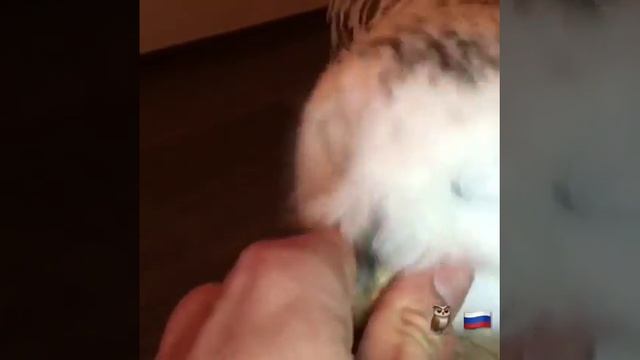 Полярная сова Букля! /Bubo scandiacus смотреть онлайн