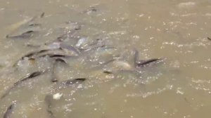 Кормление пангасиуса