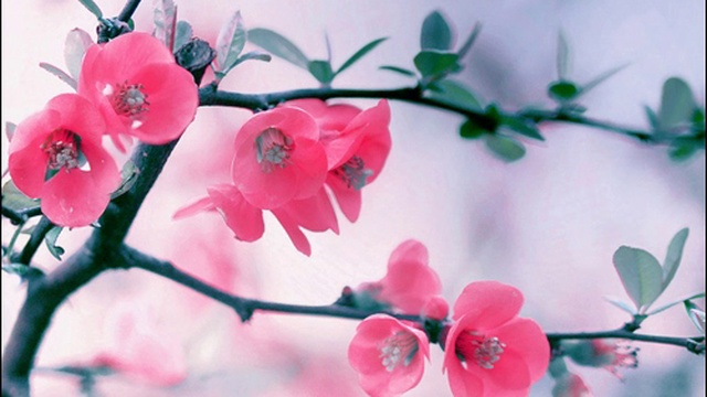 DeeJay Dan - Deep In My Soul 61 [2018] смотреть онлайн