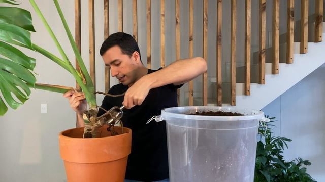 My New Monster Monstera : How To Grow A Massive Monstera Deliciosa Cutting