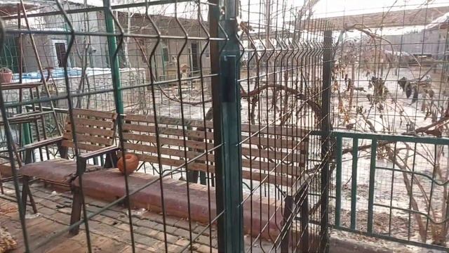 ВСЁ! БОЛЬШЕ НЕ БЕРУ СОБАК!  Ташкент.  #dogsshelter  #animalshelter