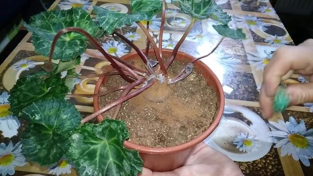 Пропадающий цикламен спасён !!! смотреть онлайн