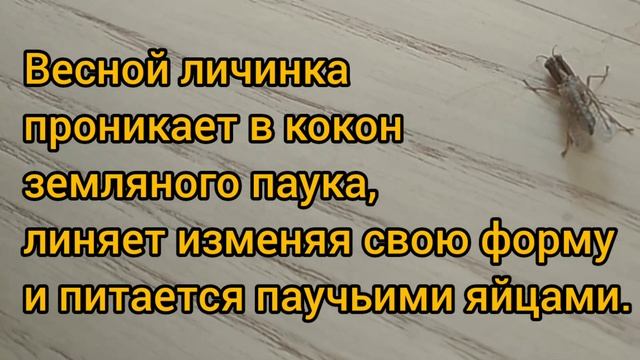 Интересные насекомые. Осы, сколии, пчела-плотник, стафилины и другие. смотреть онлайн