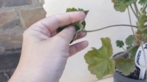 Пеларгония  Ю-Мерлезон - 2