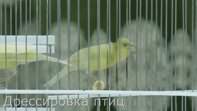 Пение канарейки Певчий кенар Как поет канарейка обучение / Singing Canaries Canary Singing, Sounds
