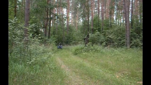 на трецыкле по сосновому лесу. смотреть онлайн